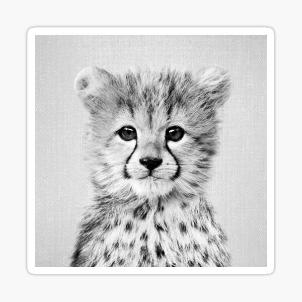 Baby Cheetah - Colorful - personalised beer coasters designed by Gal Design