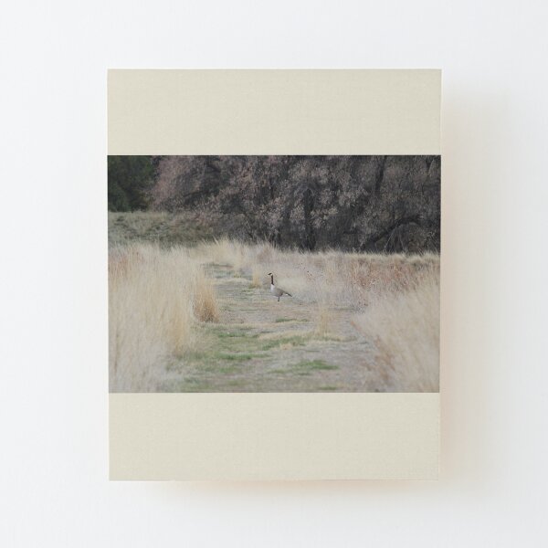 Walk Which Way? Wood Mounted Print
