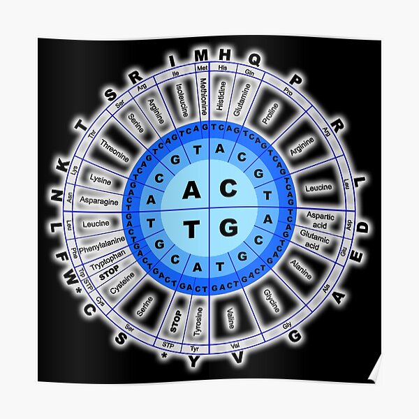 ADN. Código genético, círculo, gen, codón, aminoácido. En negro. Póster