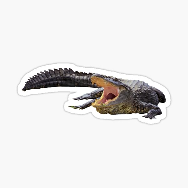 Baby Coffee Gator Sticker for Sale by pocajohantas