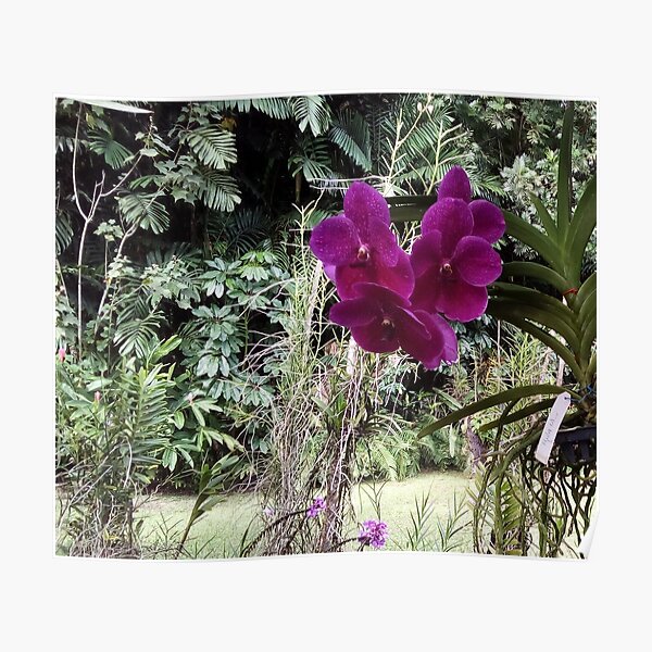 FIJI GARDEN WALK SERIES PHOTOS Sunni Garden Walk  Poster