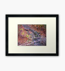 Leaf Windfall Framed Print