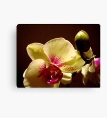 ORCHID - phalaenopsis II ^ Canvas Print