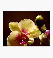 ORCHID - phalaenopsis II ^ Photographic Print