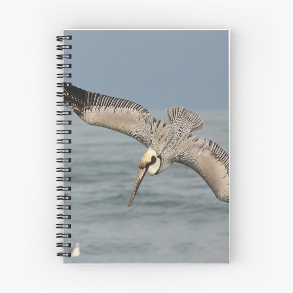 Item preview, Pelican Plunge designed and sold by Autumn Seas Photography.
