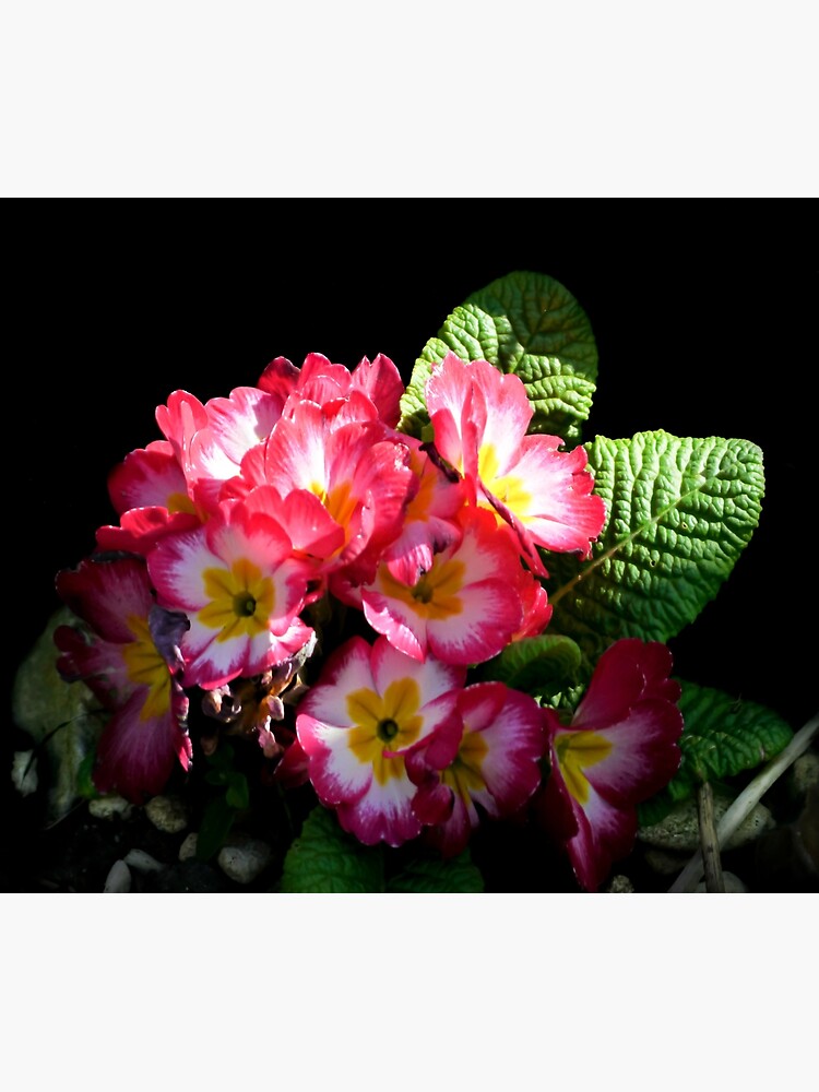 Primrose by ScenicViewPics