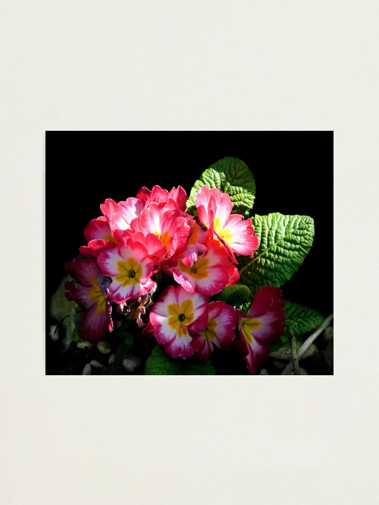 Alternate view of Primrose Photographic Print