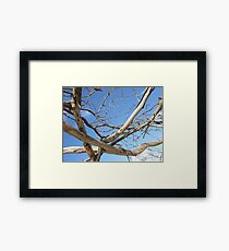 Branch out, Byron Bay Framed Print