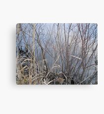 Scrub Brush Canvas Print