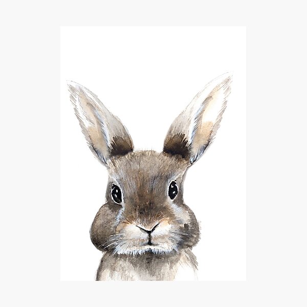 Adorable Bunny Photographic Print