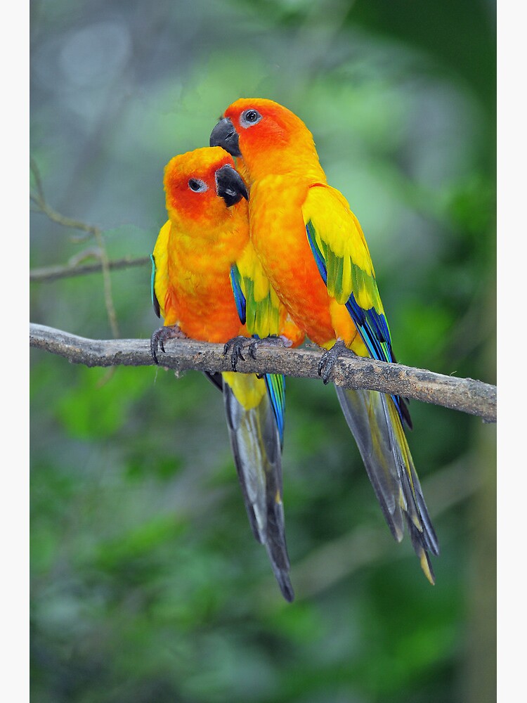 "Sun Conure Singapore" Poster for Sale by Ralph de Zilva Redbubble