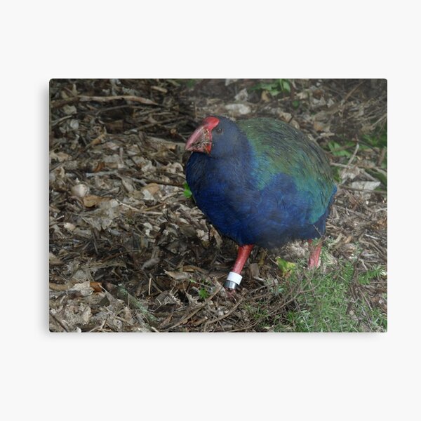 Takahe Metal Print
