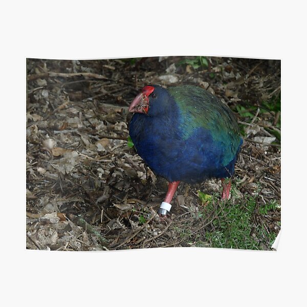 Takahe Poster