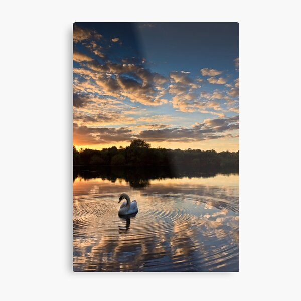 swan lake Metal Print