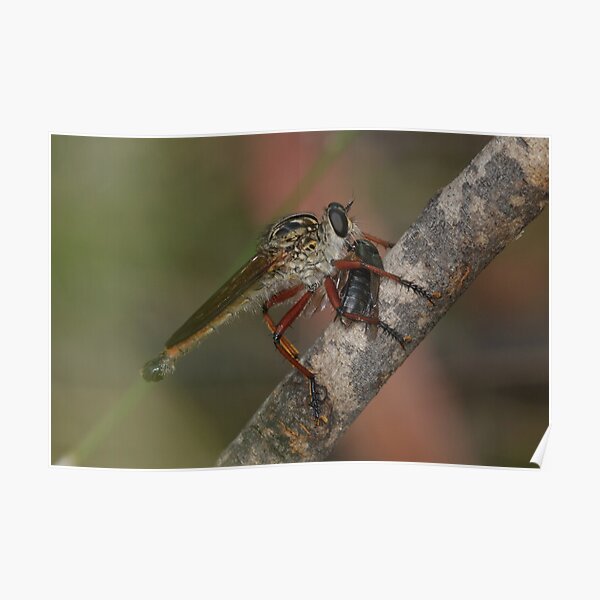 Robberfly With Prey Poster