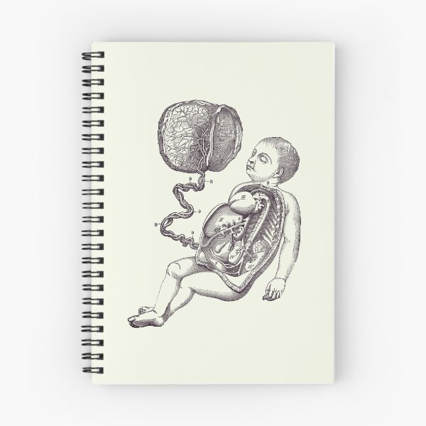Item preview, Baby and Placenta - Gut Diagram - Anatomy Print 2 designed and sold by VAposters.