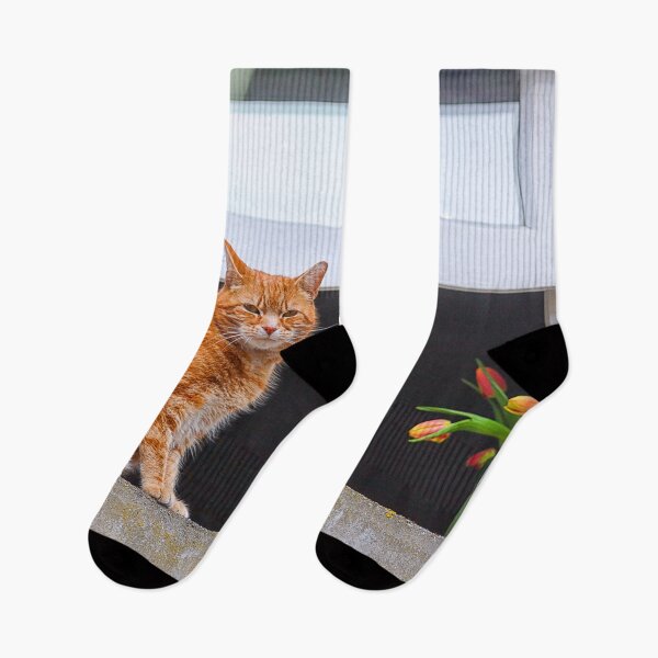 Item preview, The Tabby cat in the Window, St-Andrews, Scotland, UK designed and sold by Yannik Hay.