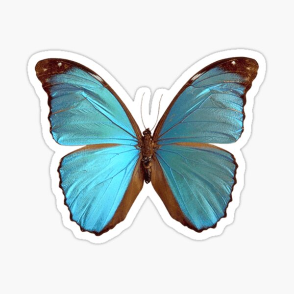 Blue Morpho Butterfly Waterproof Vinyl Sticker – Botanical Bright - Add a  Little Beauty to Your Everyday