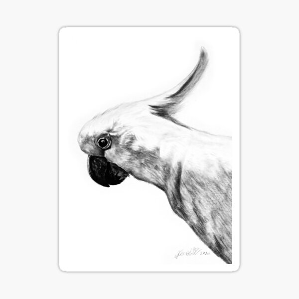Sulfur Crested Cockatoo Sticker