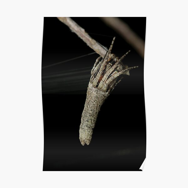 Orb weaver - Heurodes sp. Poster