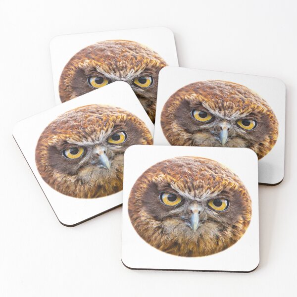Item preview, Boobook stare designed and sold by Dalyndigital Photography.