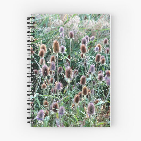Item preview, Teasel designed and sold by Asoka.