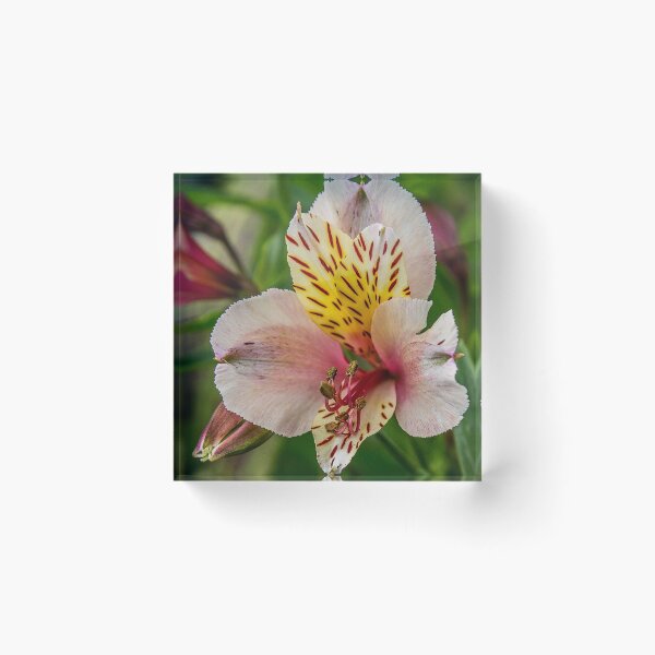 Item preview, Lillies designed and sold by henryharrison.