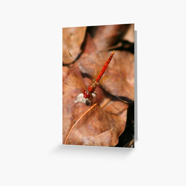 Red Dragonfly Greeting Card