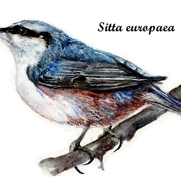 Artwork thumbnail, Nuthatch by AnnaShell