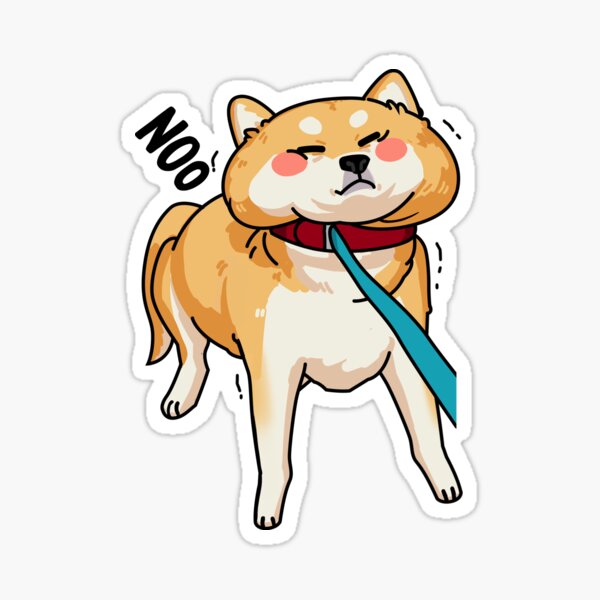 Shiba inu 2025 on leash