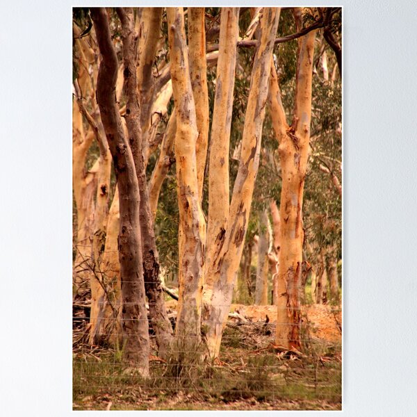 Item preview, Gum Trees designed and sold by Sally Haldane.