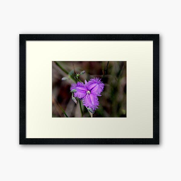 Item preview, Bushwalk - Purple Fringe designed and sold by Sally Haldane.