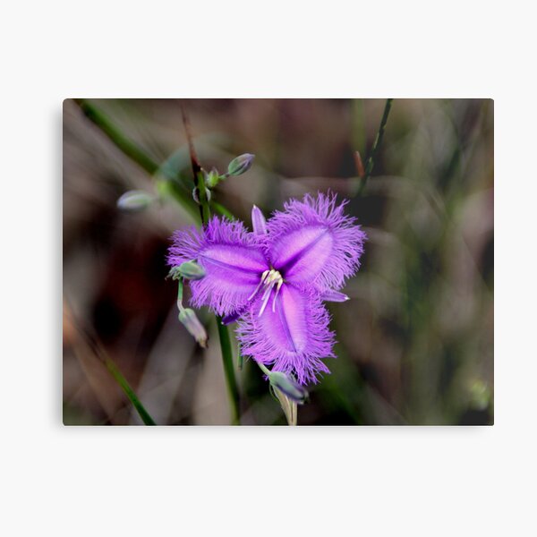 Item preview, Bushwalk - Purple Fringe designed and sold by Sally Haldane.