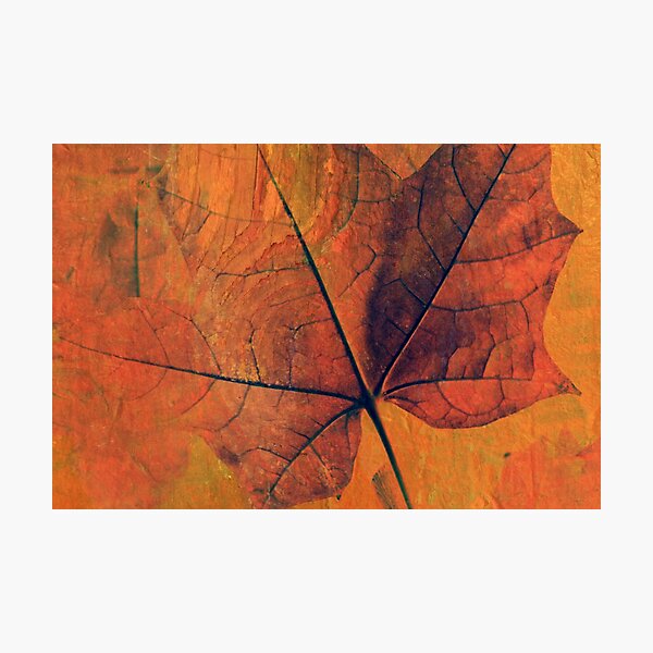 Indian Summer Photographic Print