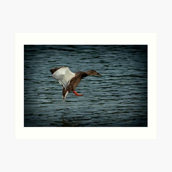 Soft Landing? Art Print