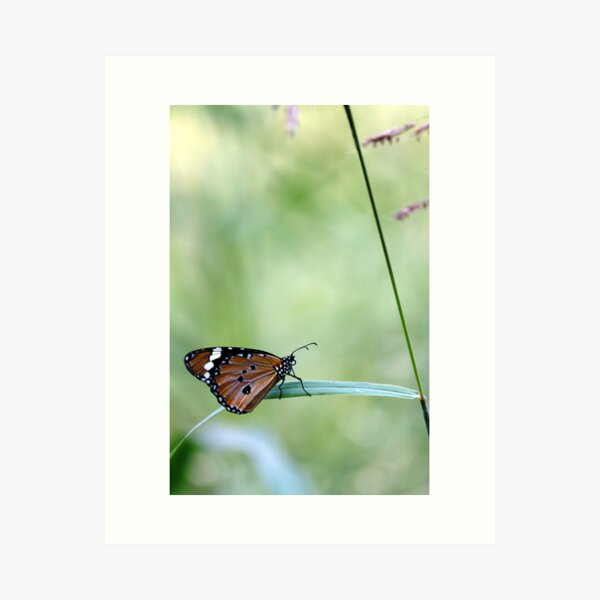 Common Crow Butterfly Art Print