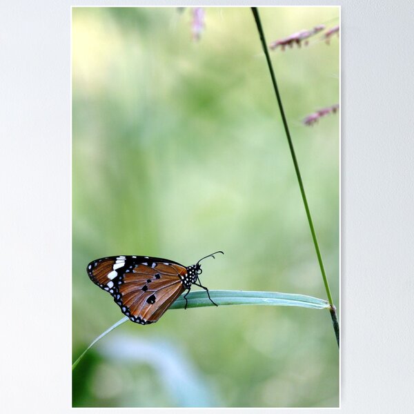 Common Crow Butterfly Poster