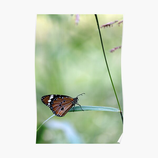 Common Crow Butterfly Poster