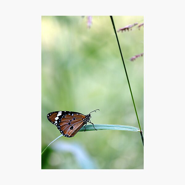 Common Crow Butterfly Photographic Print