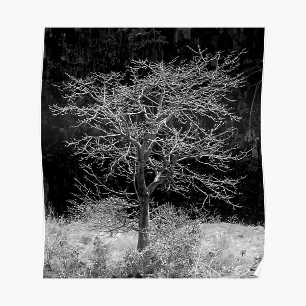 A Bare Tree in Autumn Poster