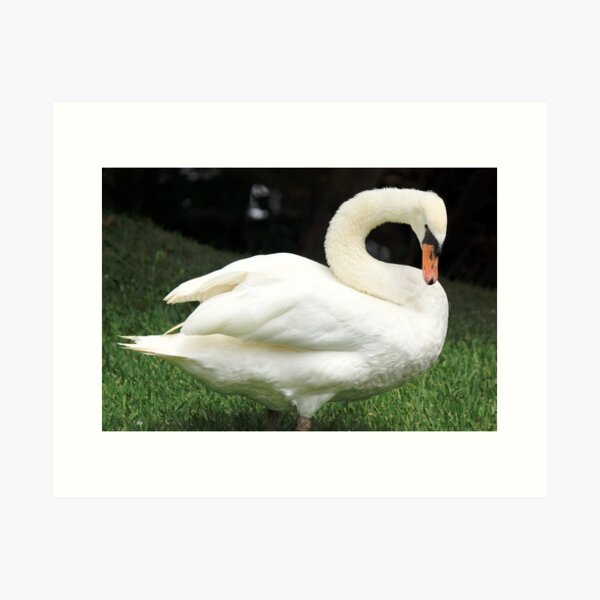 Swan - A white-colour bird Art Print