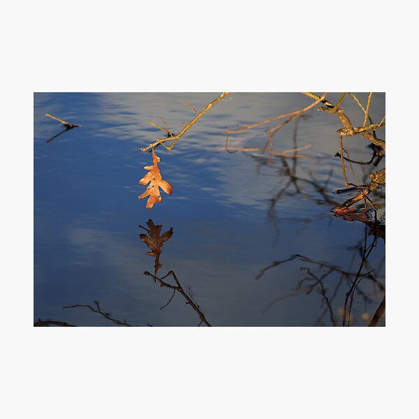 Lone Leaf Photographic Print