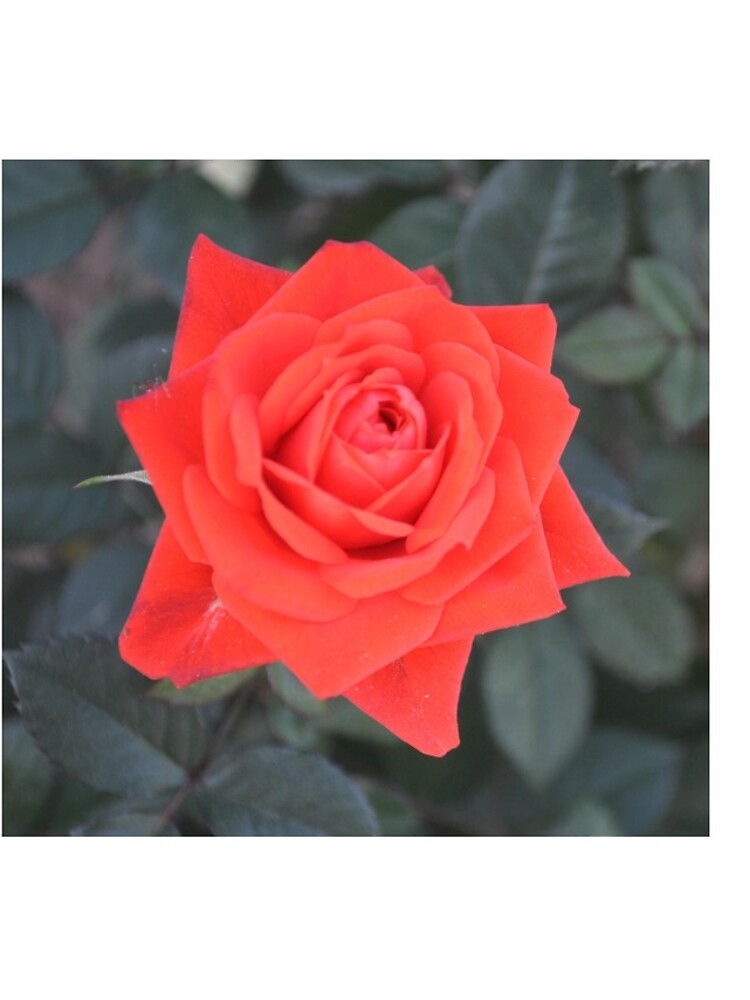 Thumbnail 4 of 4, iPhone Case, PERFECT RED ROSE designed and sold by JAYMILO.