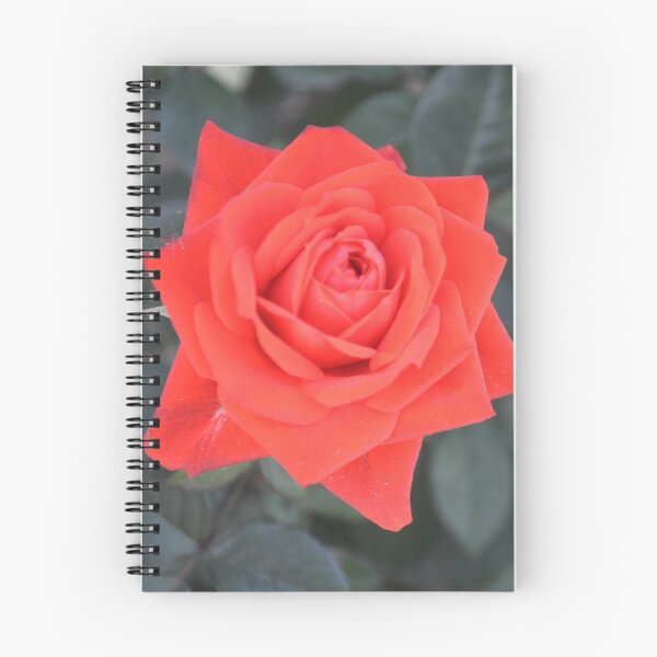 Item preview, PERFECT RED ROSE designed and sold by JAYMILO.
