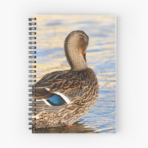 Item preview, Preening duck designed and sold by GreyFeatherPhot.