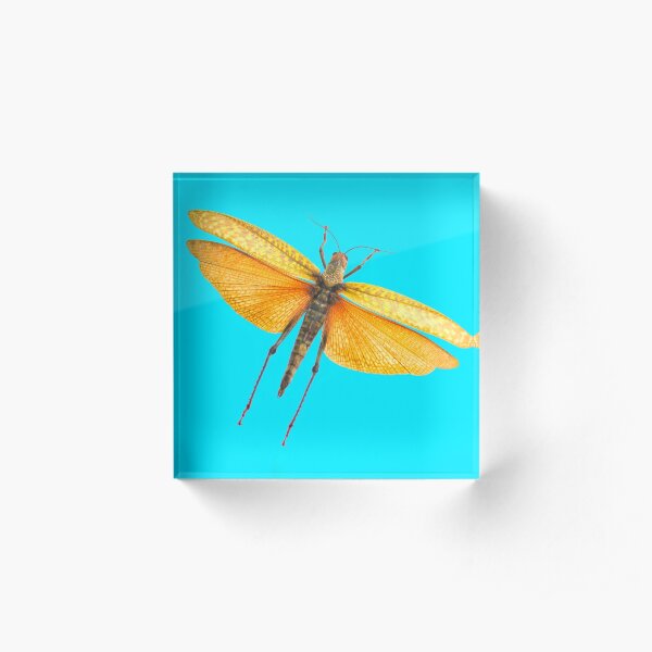 Locust Blue Acrylic Block