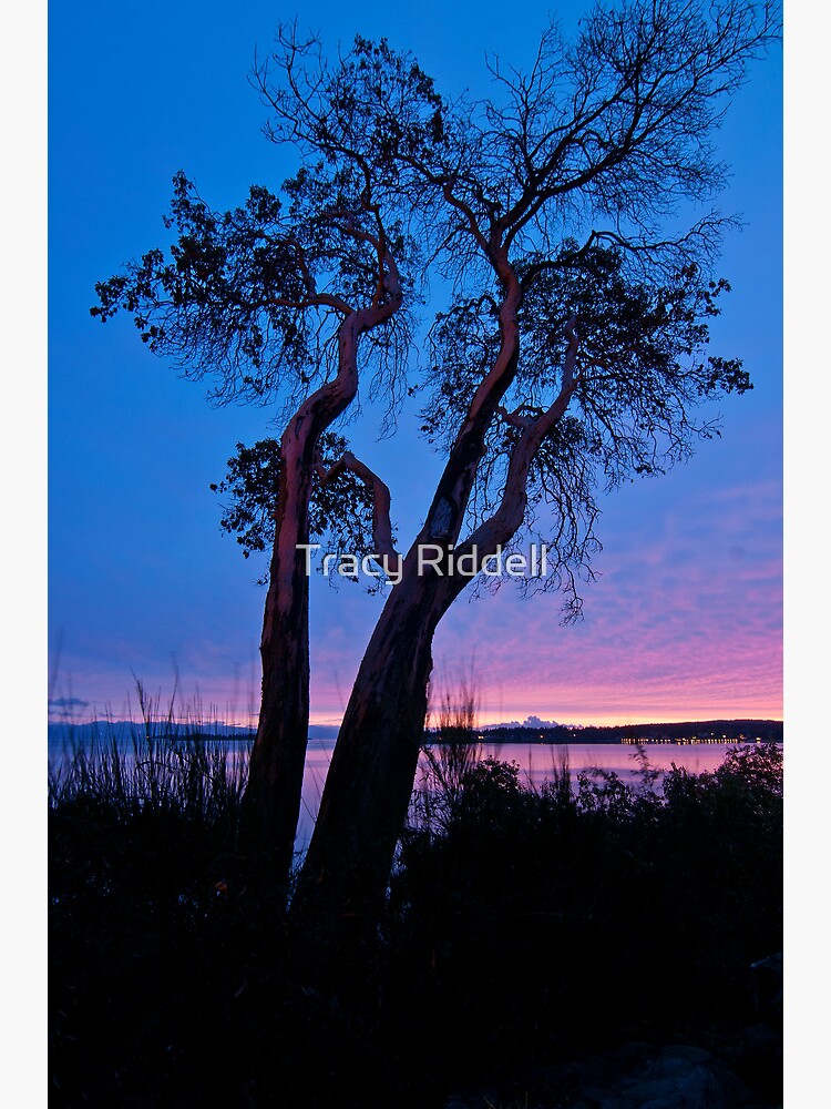 Arbutus Tree at Sunrise by taos