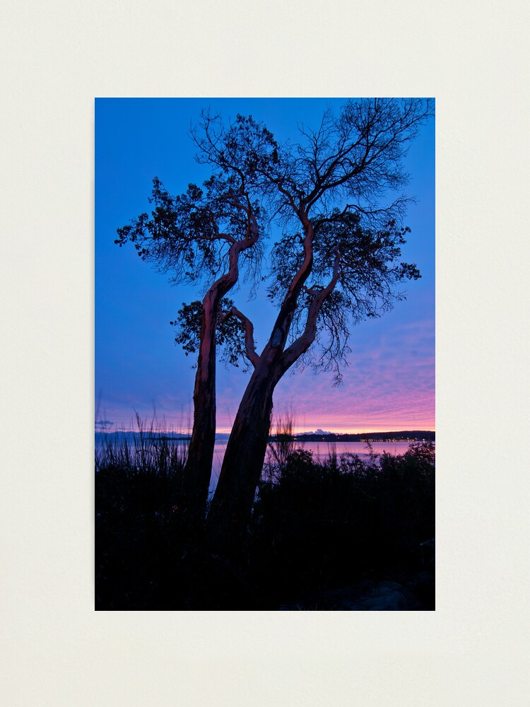 Alternate view of Arbutus Tree at Sunrise Photographic Print