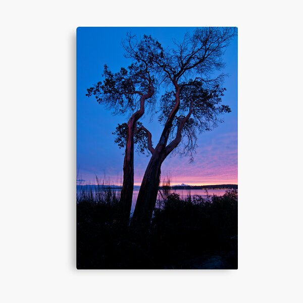 Arbutus Tree at Sunrise Canvas Print