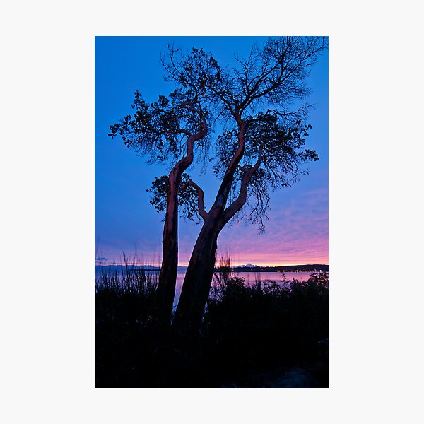 Item preview, Arbutus Tree at Sunrise designed and sold by Tracy Riddell.